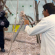 Brian, a full-grown, adult gorilla-suit-wearing man, communicates with a researcher.